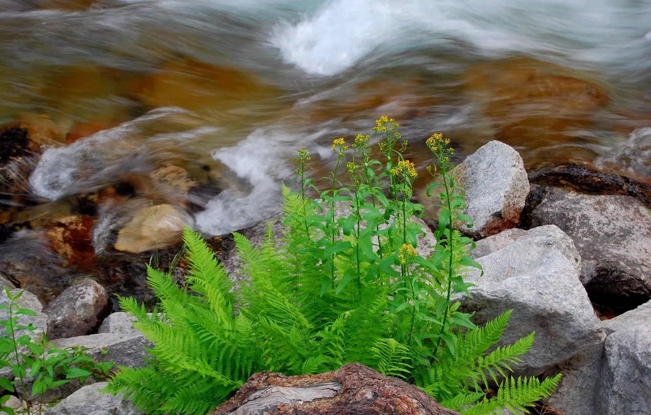 Фото обои трава, макро, цветы, река, ручей, камни