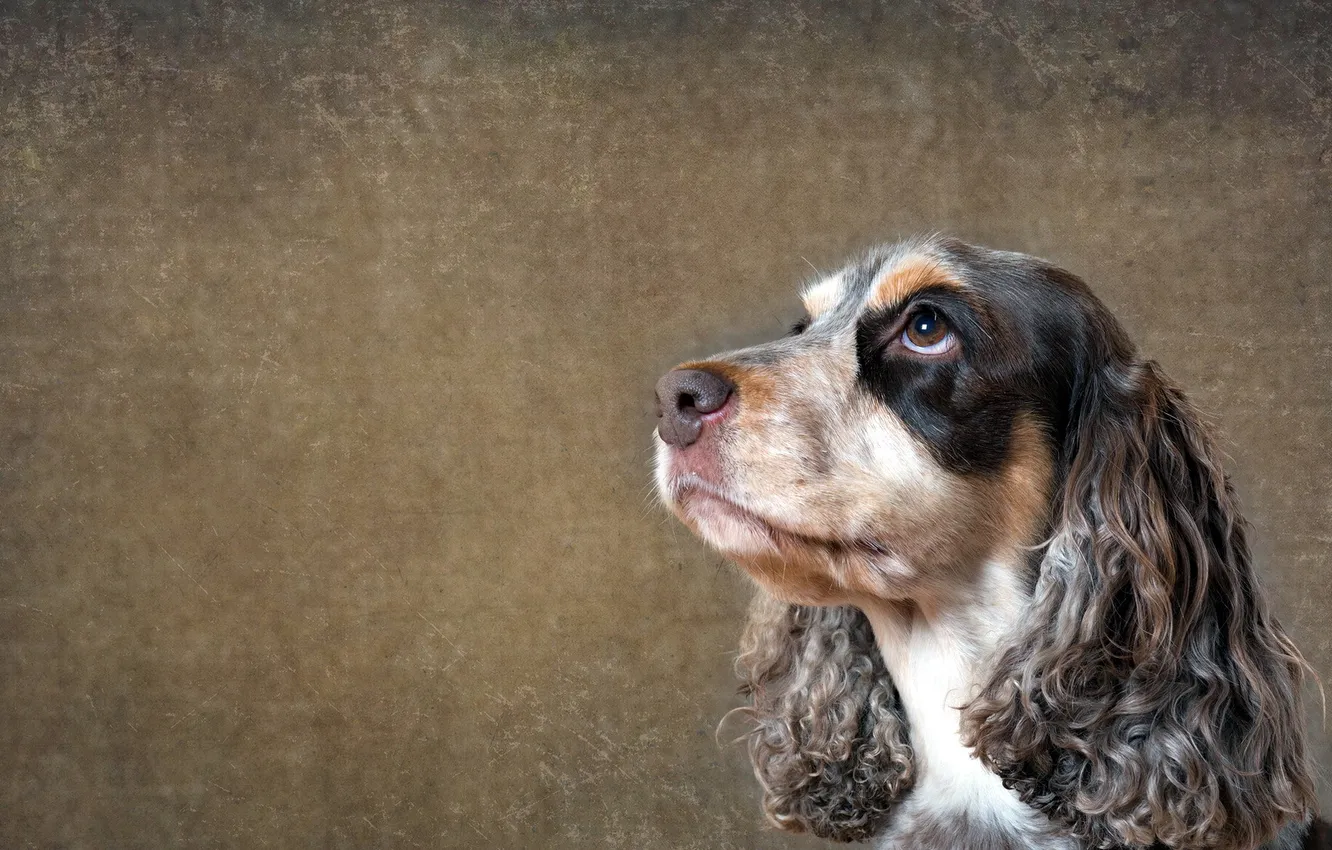 Фото обои взгляд, друг, собака, spaniel