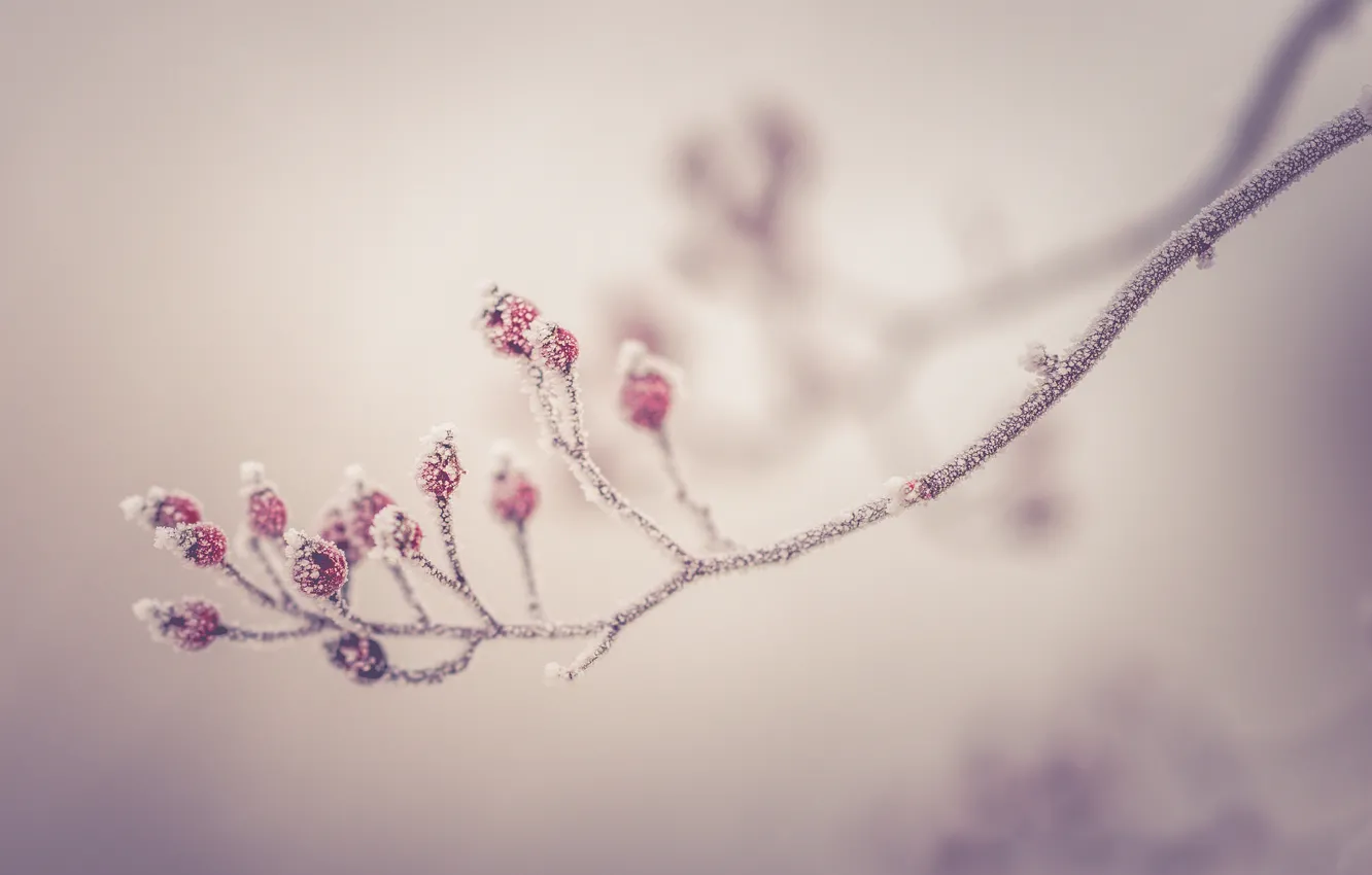 Фото обои winter, morning, berries, branch, frost, wild berries