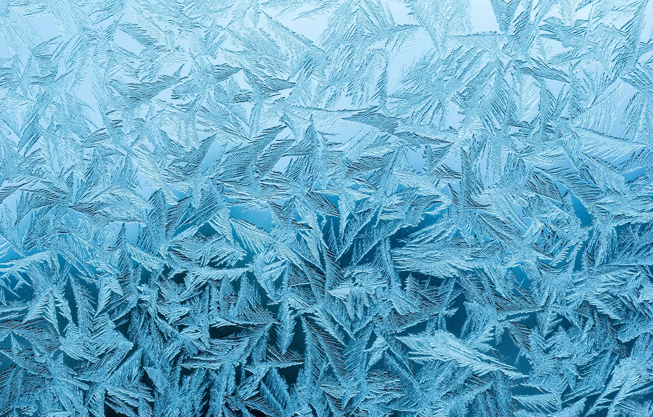 Фото обои texture, winter, branch, frost