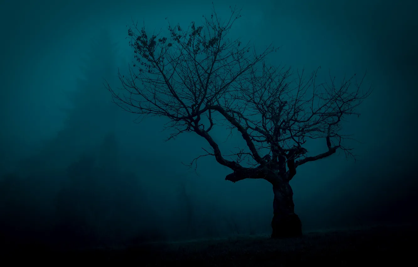 Фото обои туман, дерево, мистика, силуэт