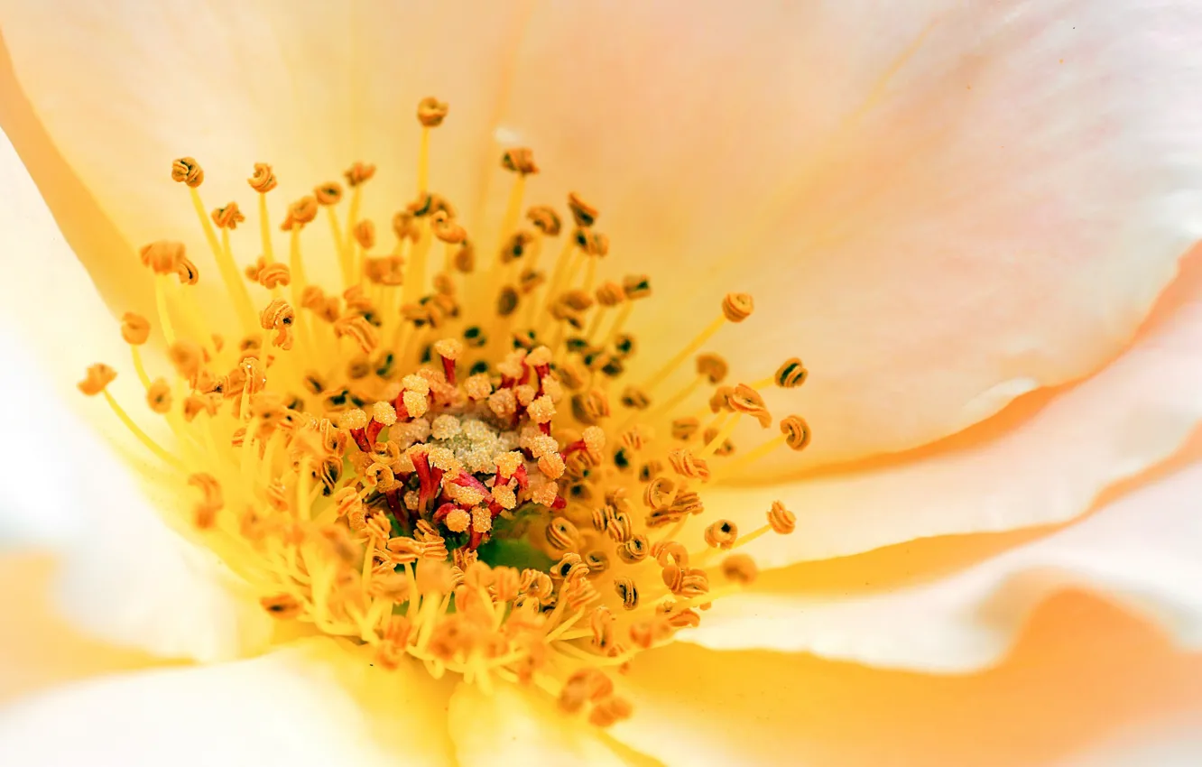 Фото обои flower, yellow, petals