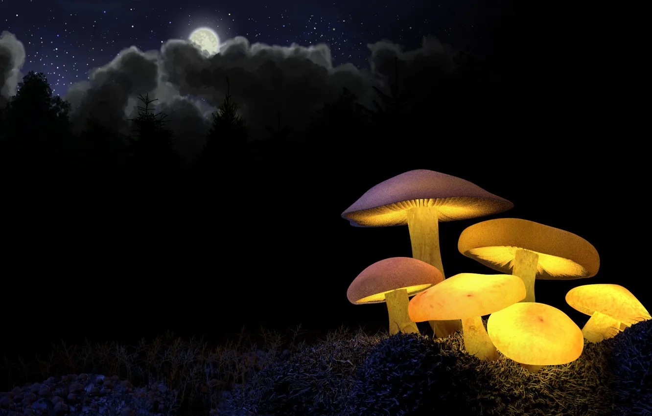 Фото обои лес, свет, ночь, желтый, луна, грибы, свечение, ели