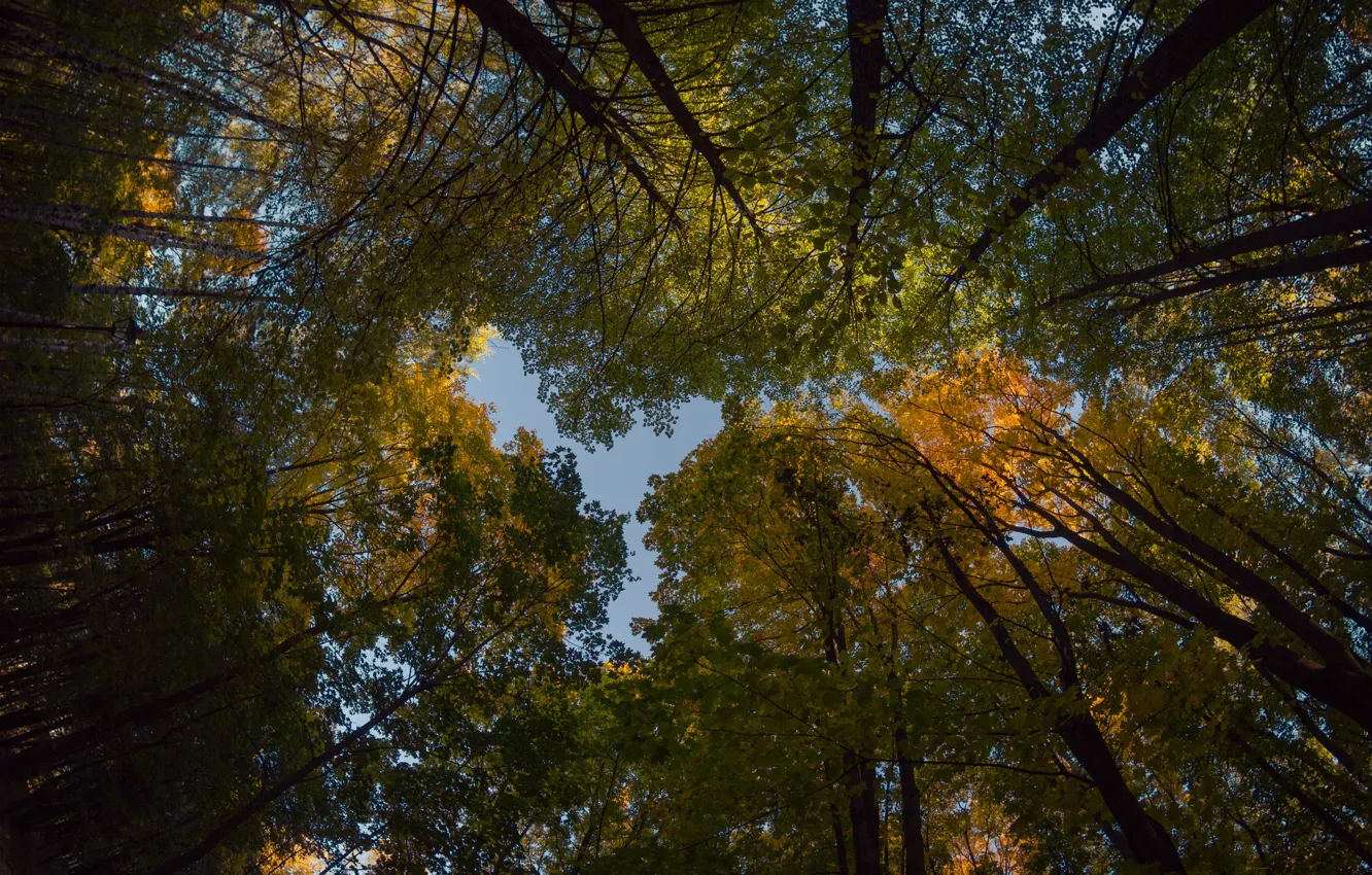 Фото обои осень, небо, осеннее небо