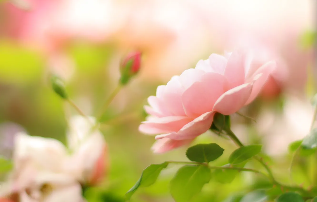 Фото обои розовый, нежность, роза