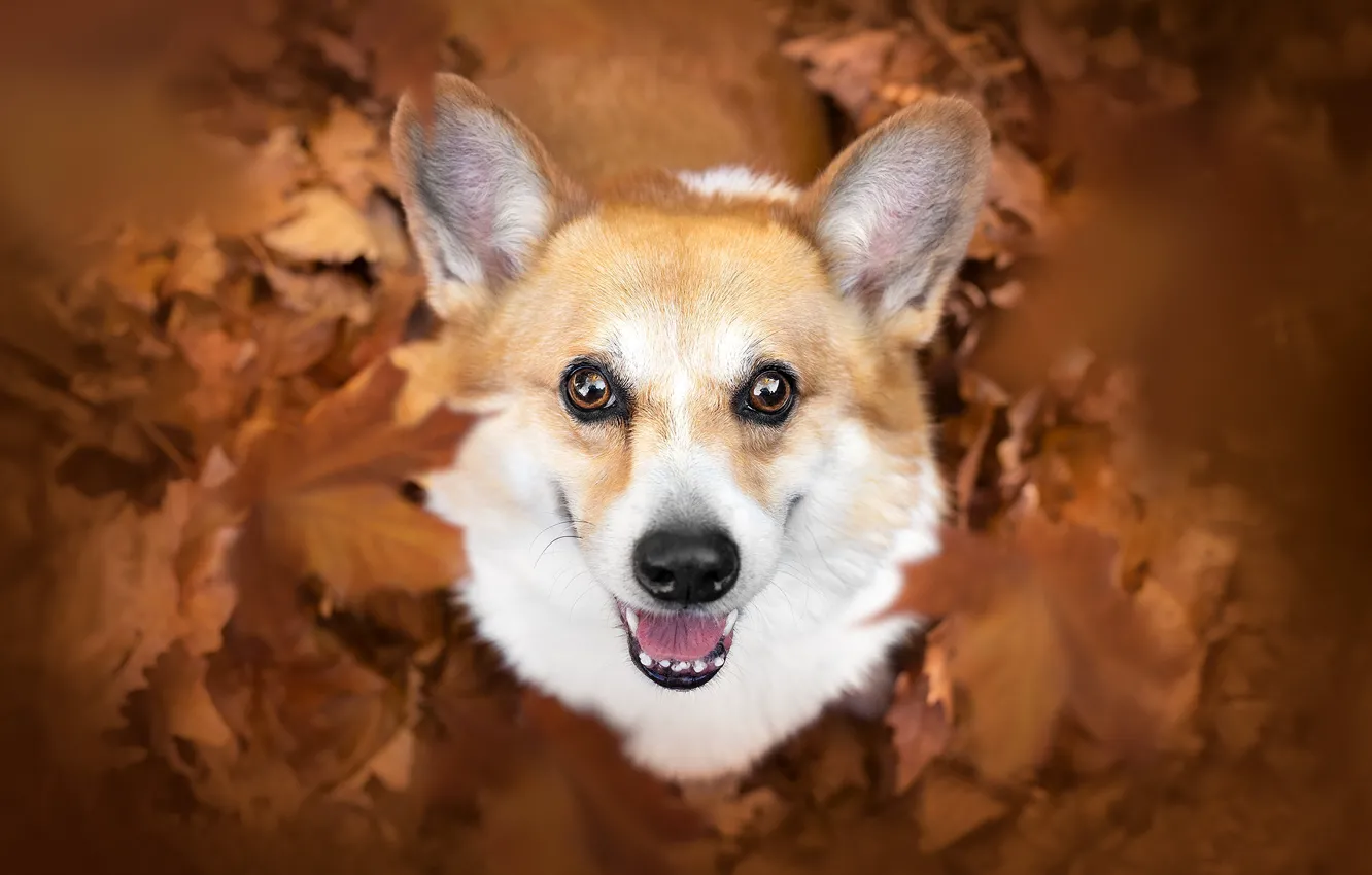 Фото обои взгляд, листья, настроение, собака, уши, мордашка, Вельш-корги