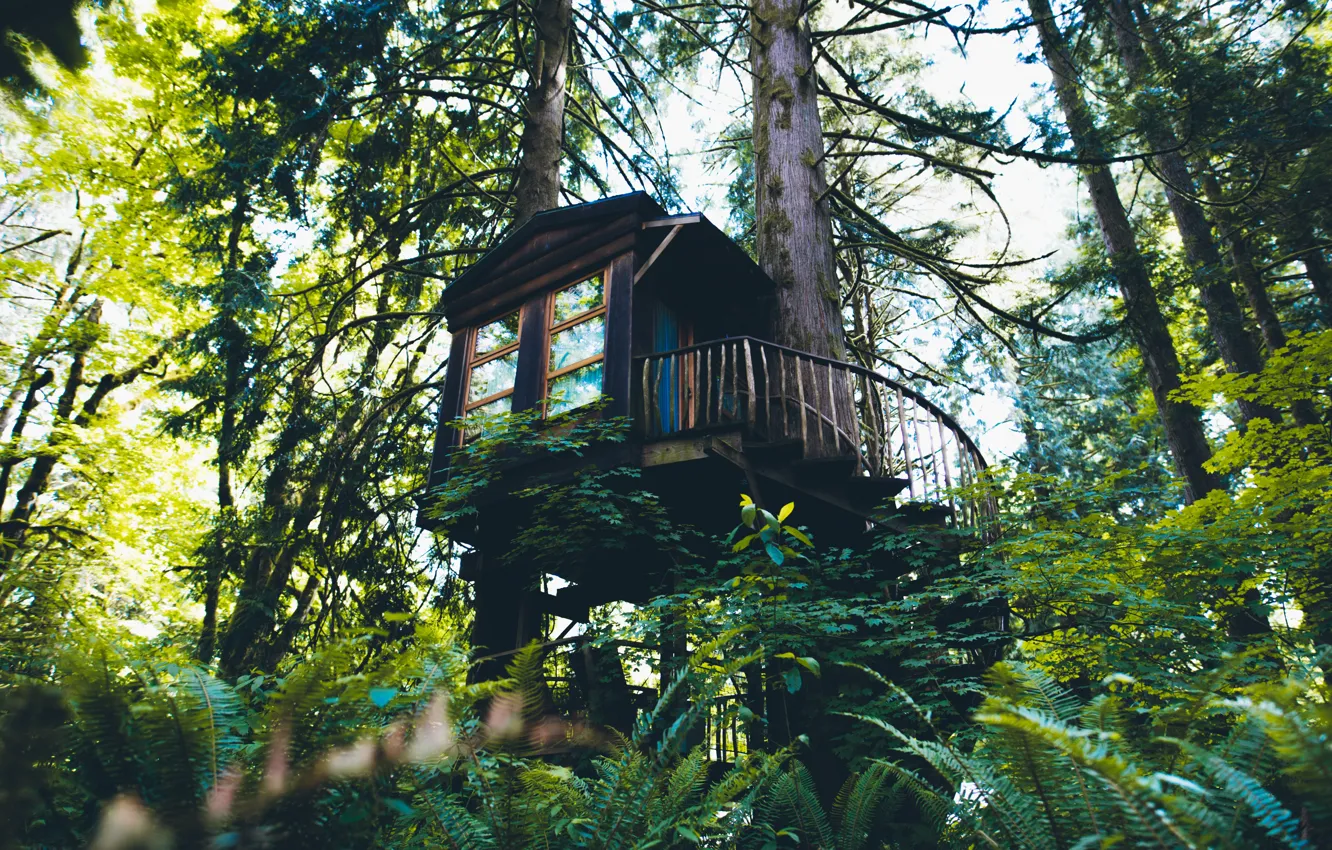 Фото обои лес, деревья, природа, домик, Washington