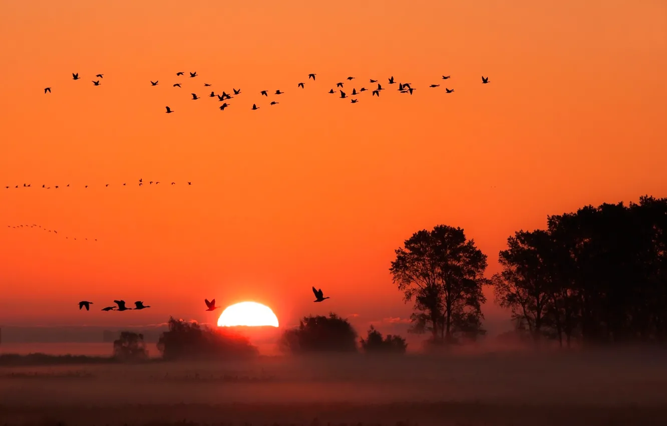 Фото обои закат, птицы, туман