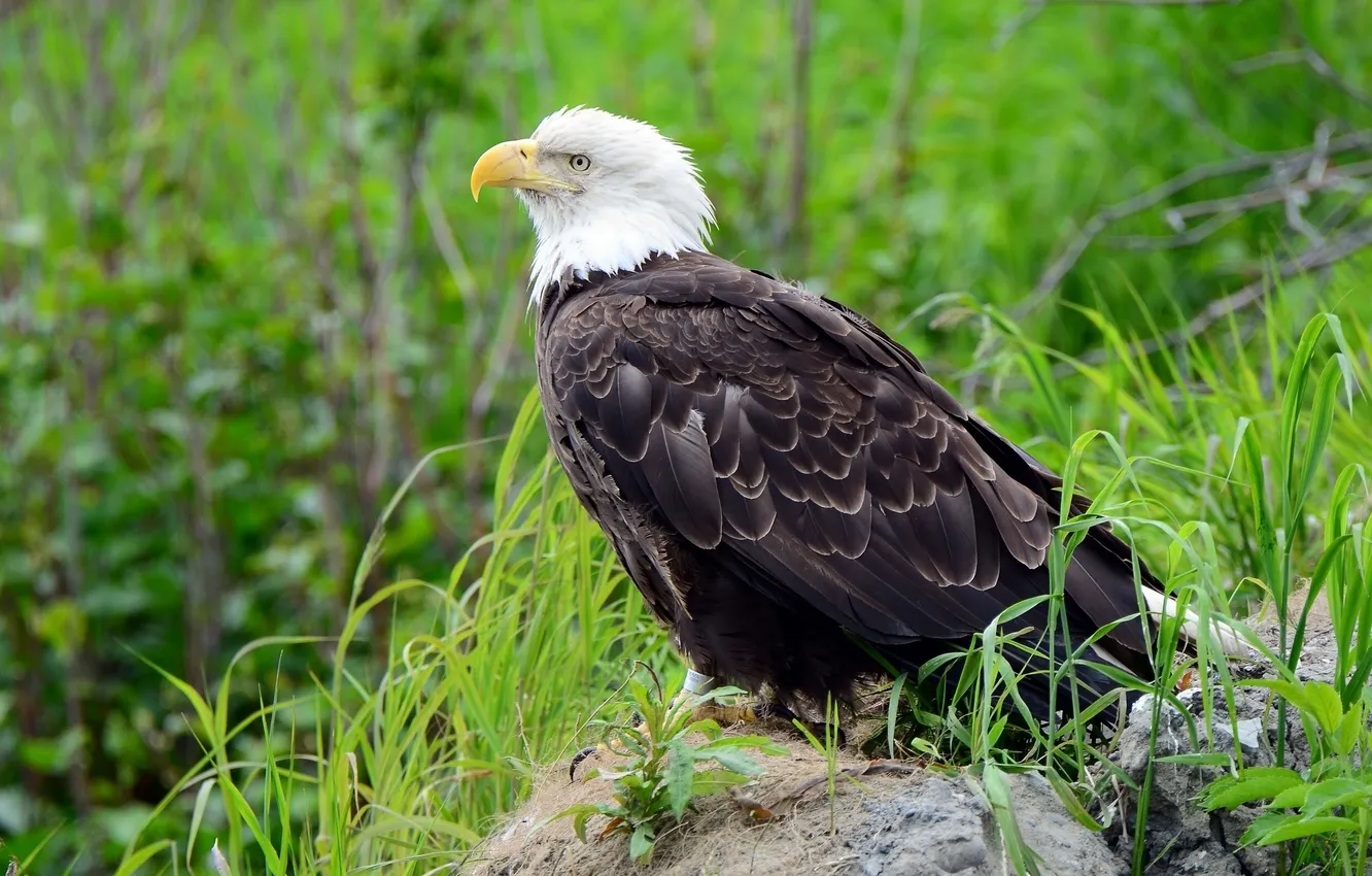 Фото обои птица, Белоголовый орлан, Bald Eagle