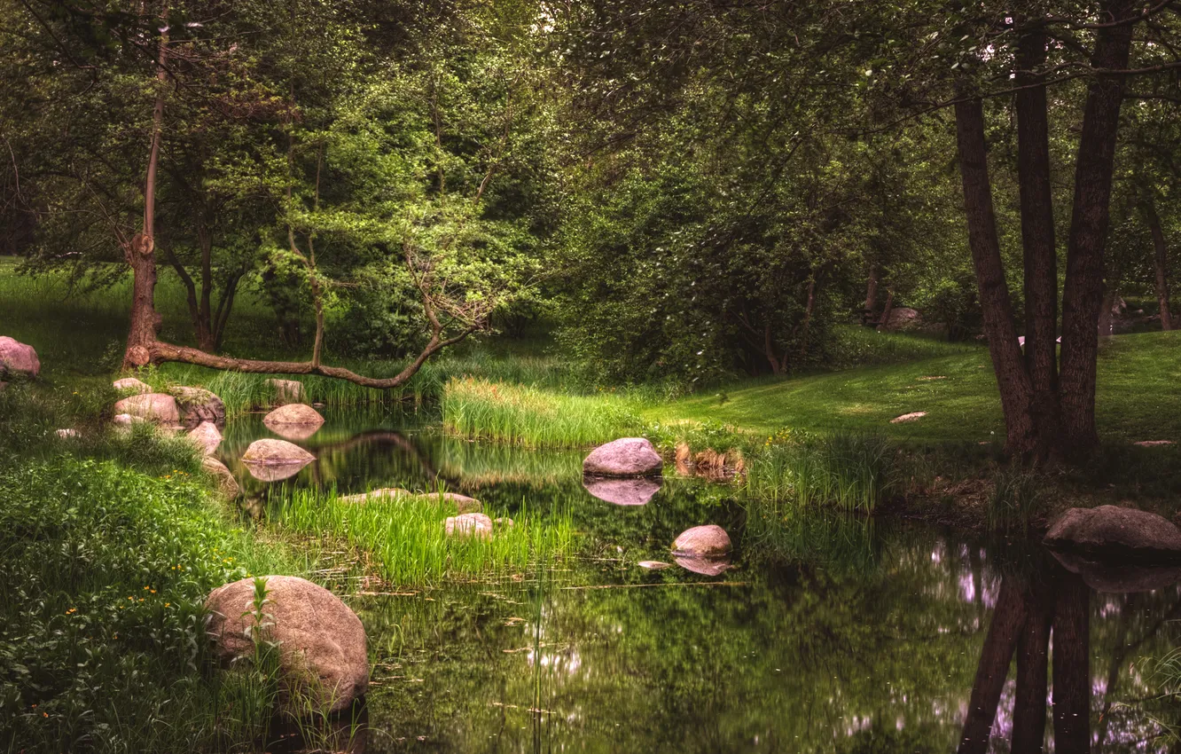 Фото обои зелень, трава, деревья, пруд, парк, камыши, камни, Германия