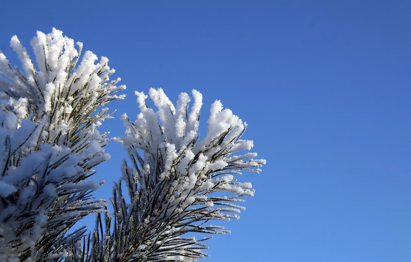 Фото обои зима, дерево, Елка