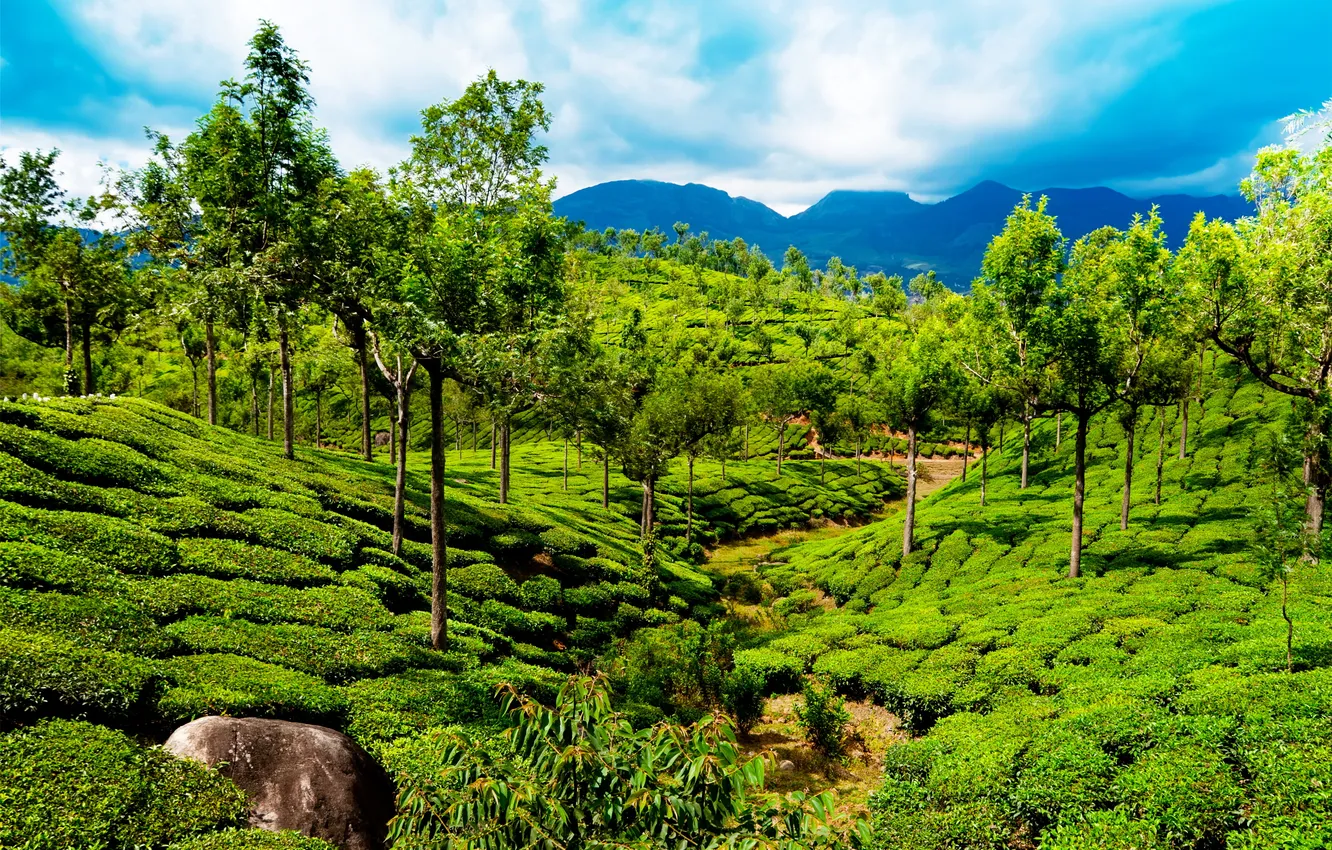 Фото обои зелень, деревья, горы, поля, Индия, Kerala