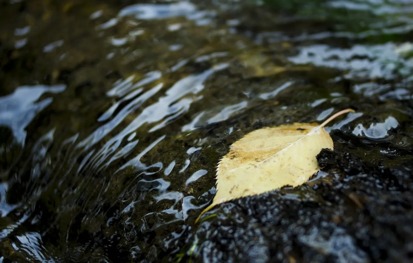 Фото обои осень, вода, макро, листок, рябь