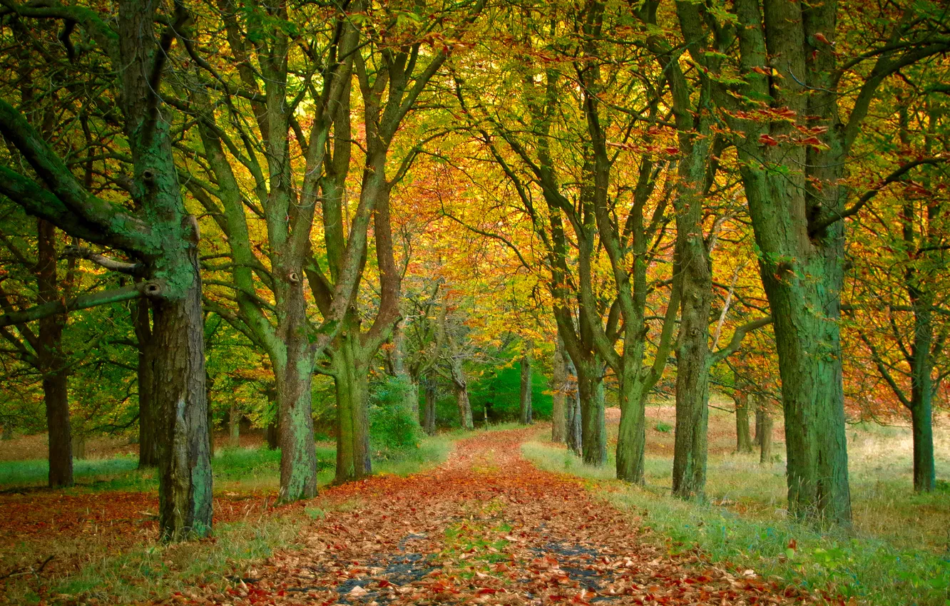 Фото обои осень, листья, деревья, парк, дорожка, аллея