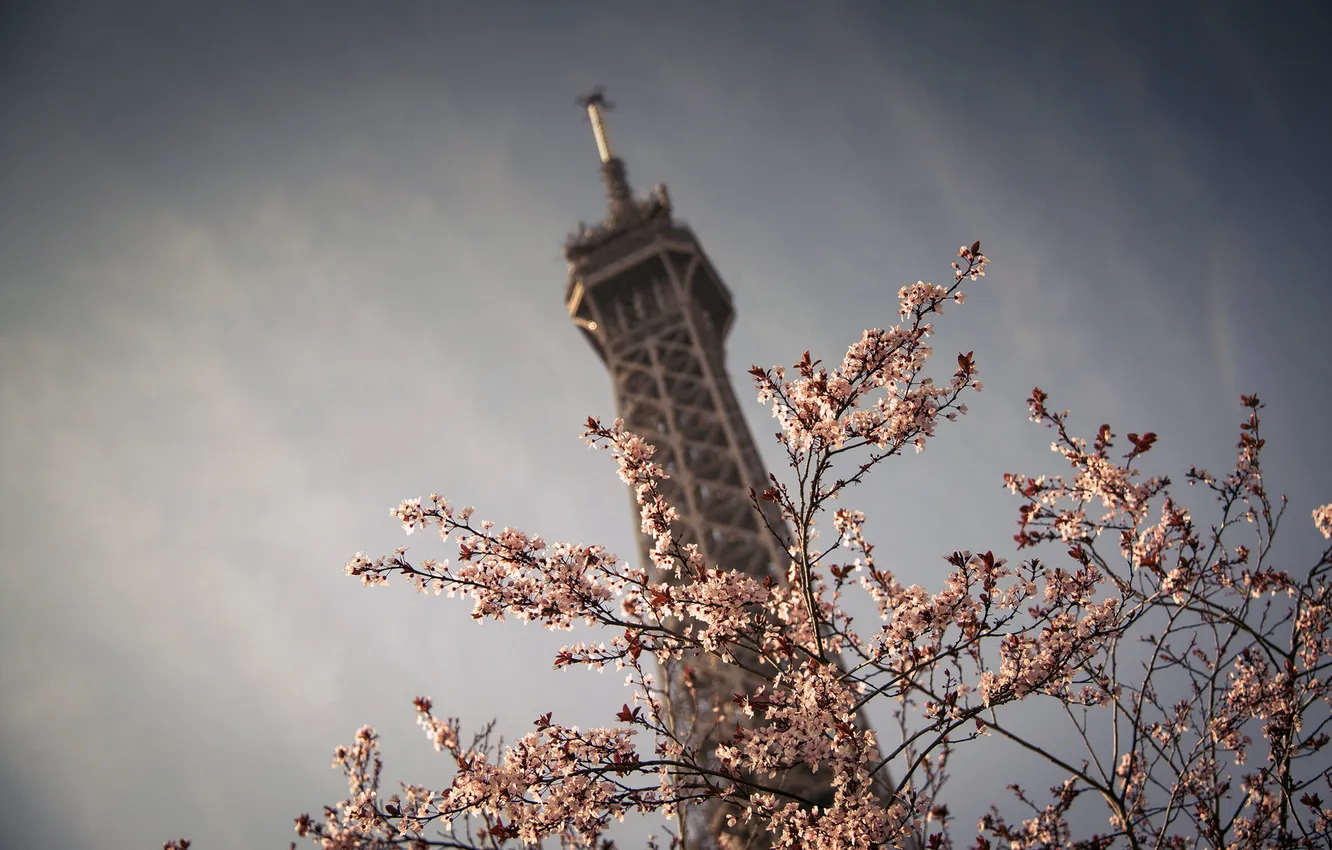 Фото обои небо, цветы, природа, город, дерево, Франция, Париж, весна