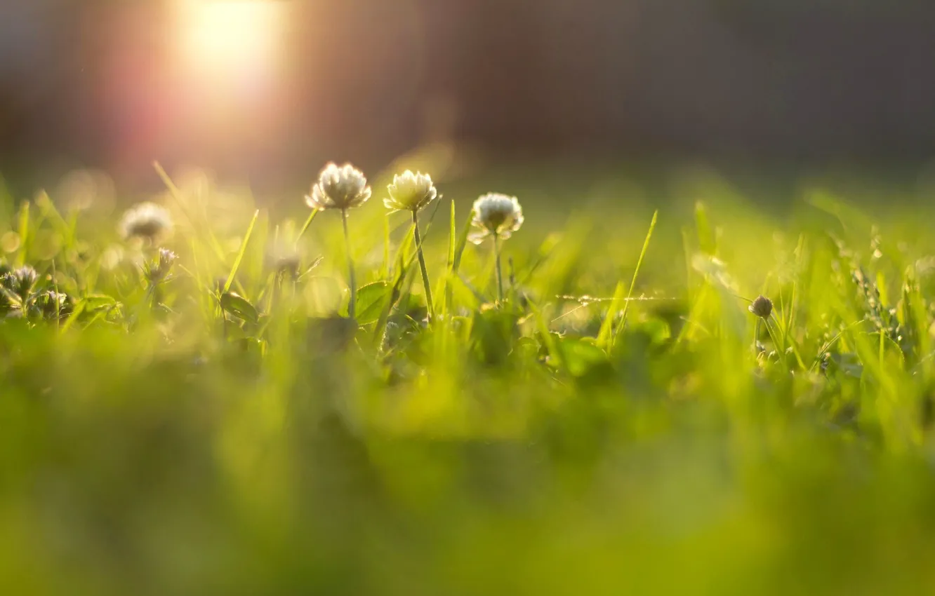 Фото обои зелень, трава, солнце, лучи, цветы, фон, widescreen, обои