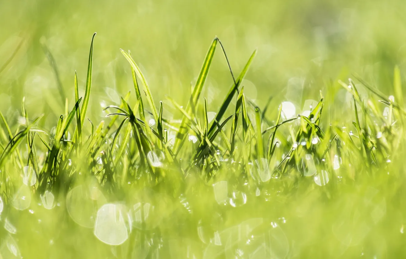 Фото обои трава, свет, природа, зеленый, green, растения, light, grass