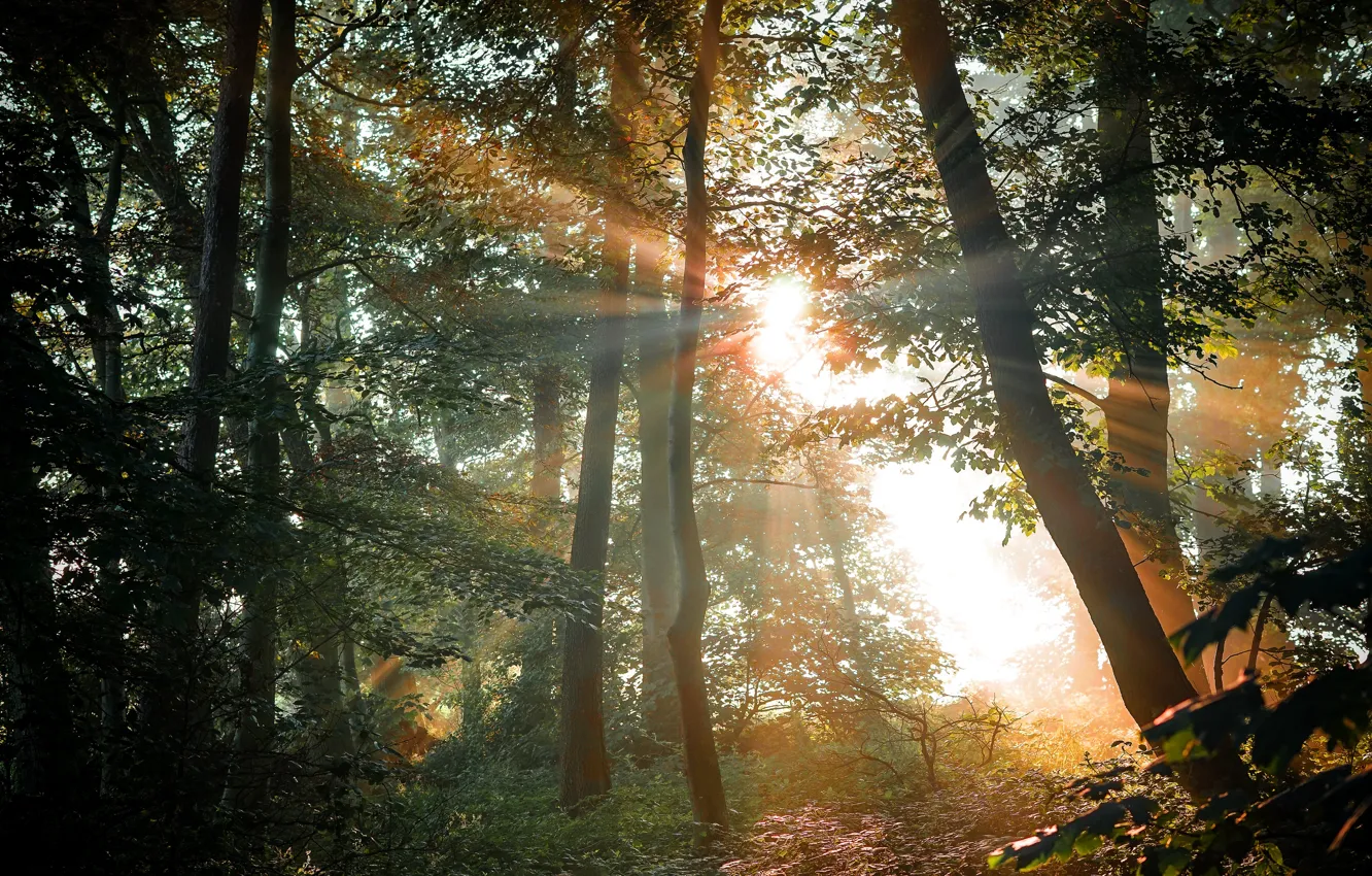 Фото обои лес, солнце, лучи, листва