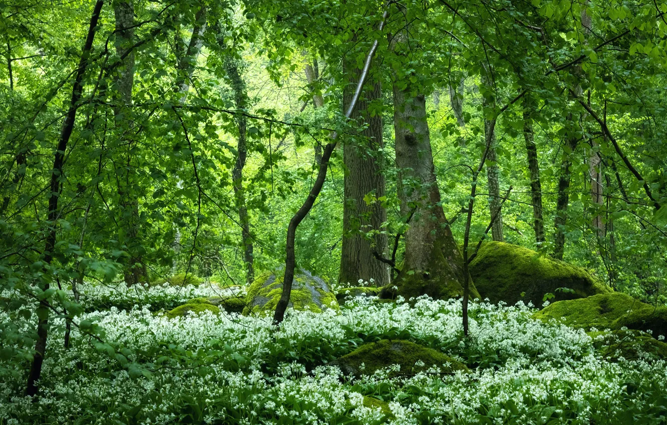 Фото обои зелень, лес, деревья, ветки, камни, заросли, листва, мох