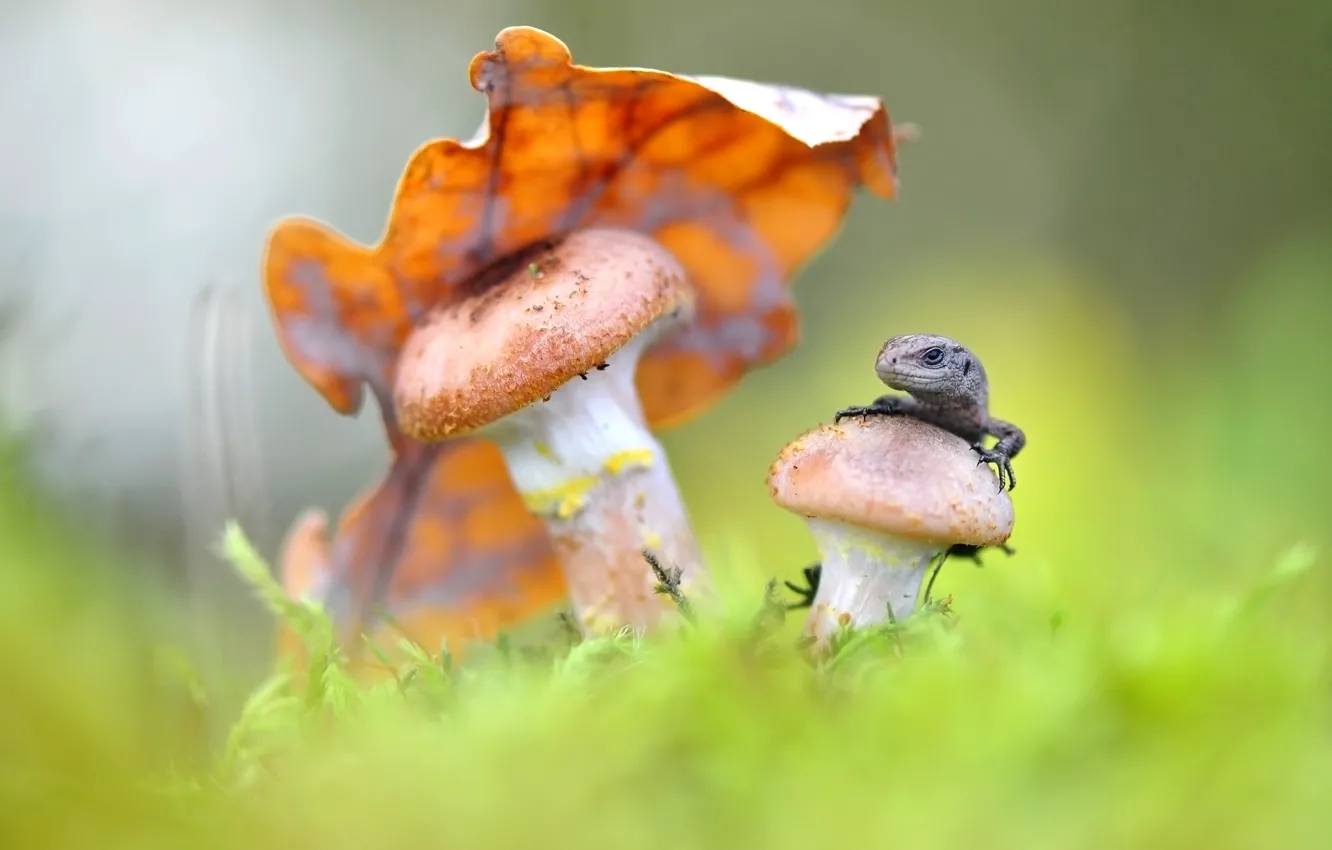 Фото обои макро, природа, лист, грибы, ящерица, Макеев Алексей