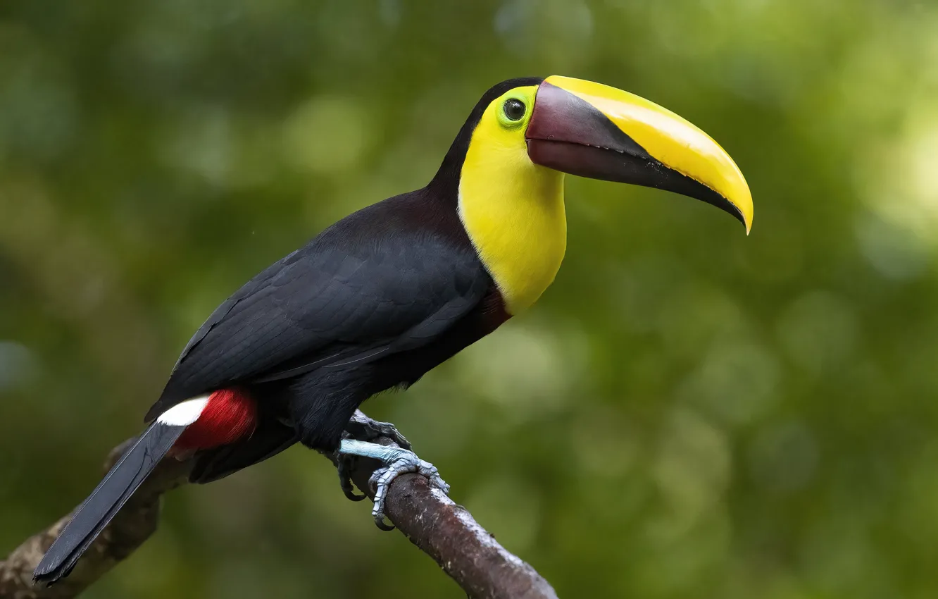 Фото обои ветки, птица, тукан
