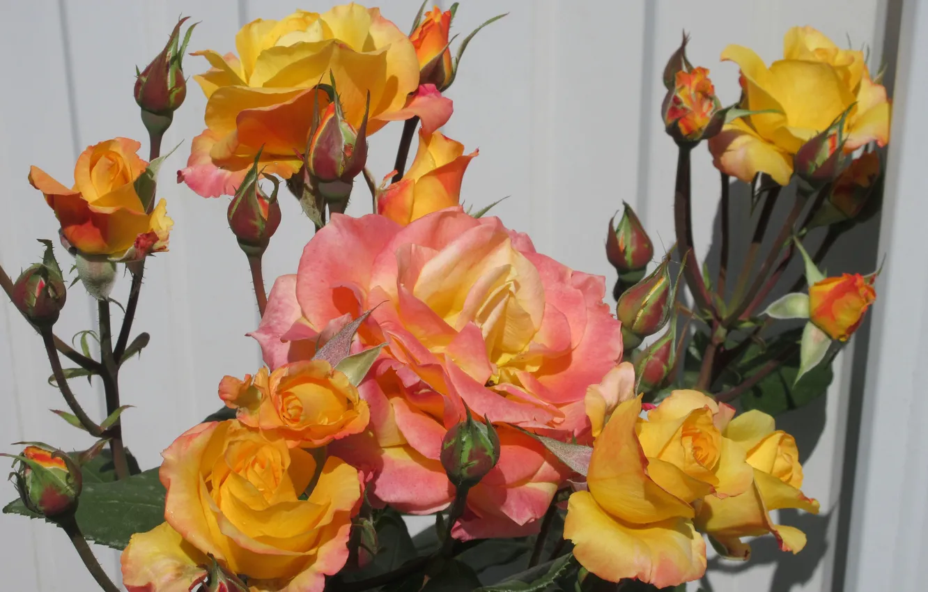Фото обои Куст, Розы, Meduzanol ©, Лето 2018, Желто-оранжевые