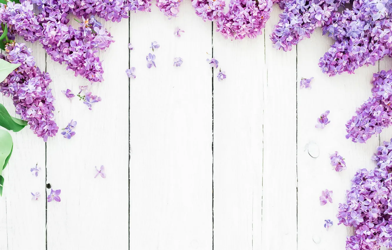 Фото обои цветы, фон, весна, flowers, сирень, lilac