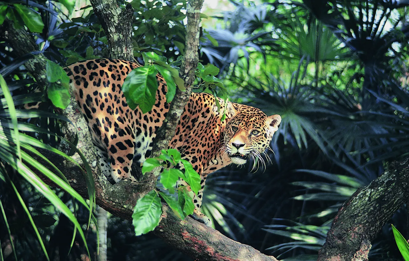 Фото обои взгляд, джунгли, Ягуар, солнечный свет