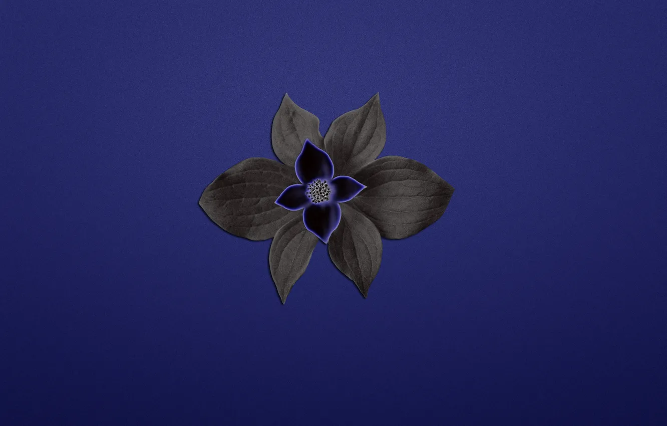 Фото обои цветок, растение, синий фон