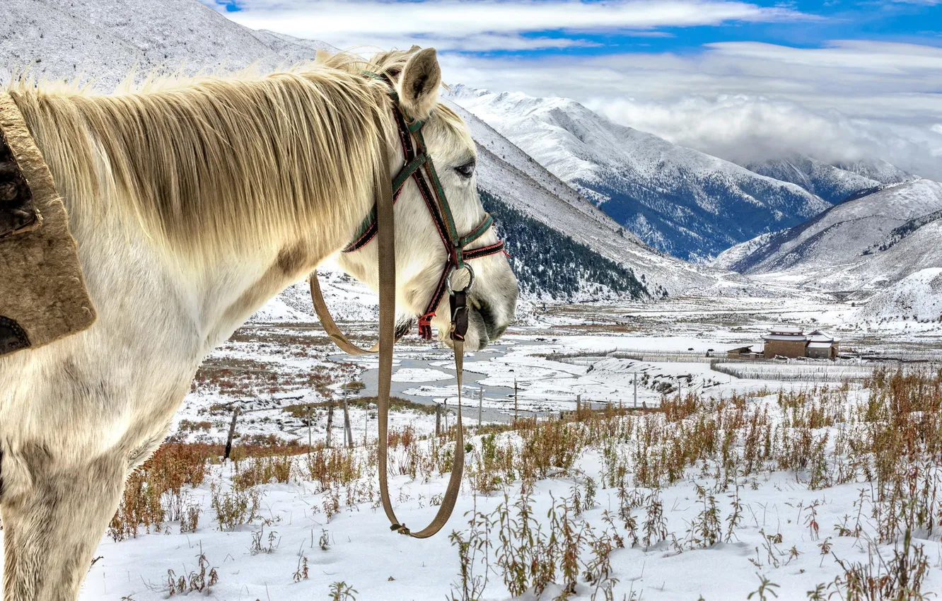 Фото обои снег, пейзаж, горы, horse