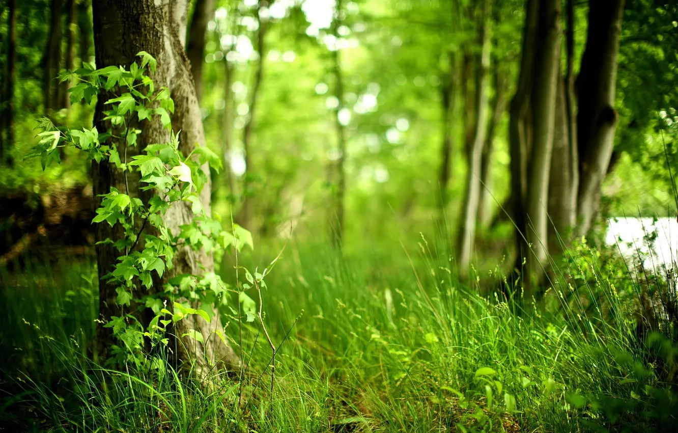 Фото обои зелень, лес, лето, трава, деревья, размытость, вветки