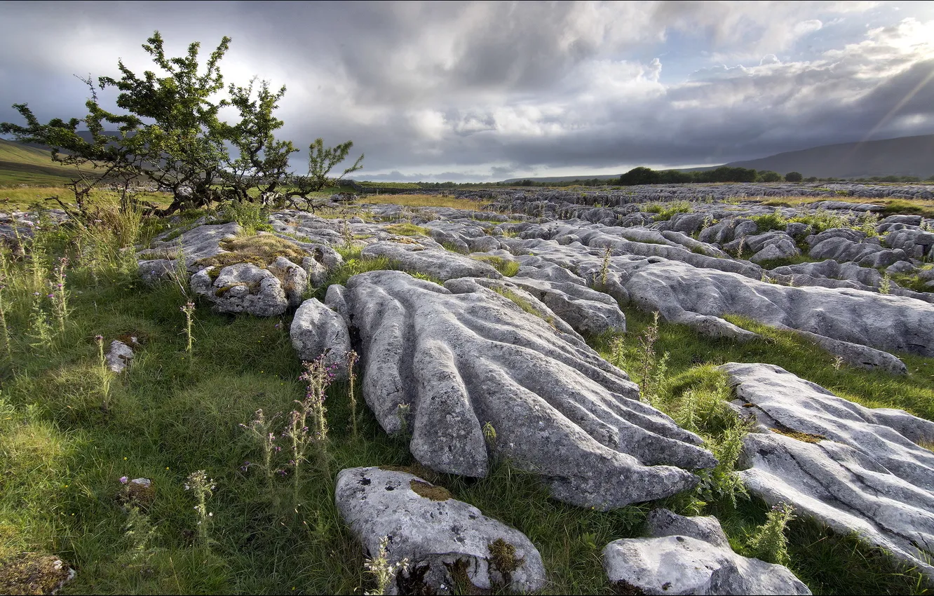 Фото обои поле, пейзаж, камни, дерево, England, North Yorkshire