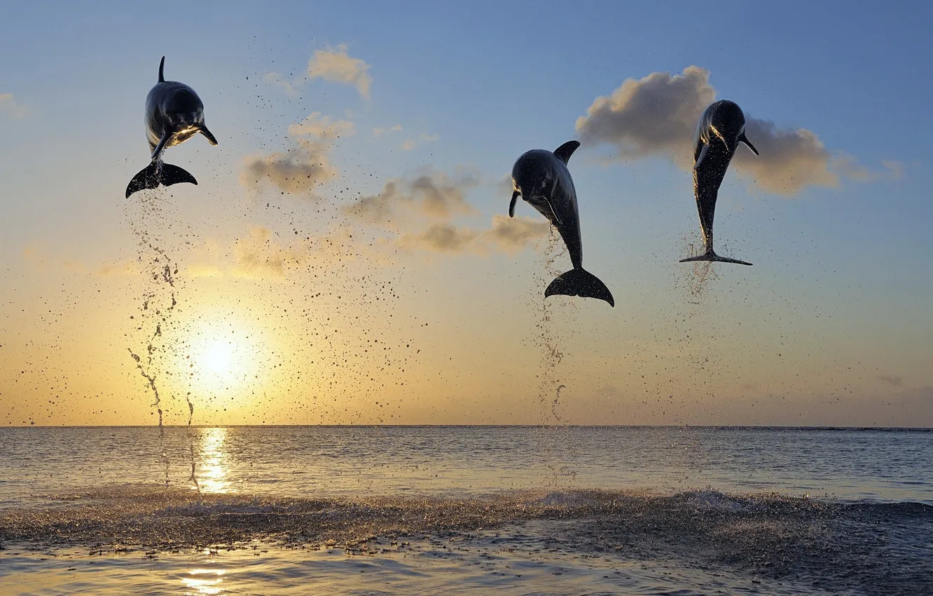 Фото обои небо, брызги, океан, прыжок, дельфины, Солнечный свет