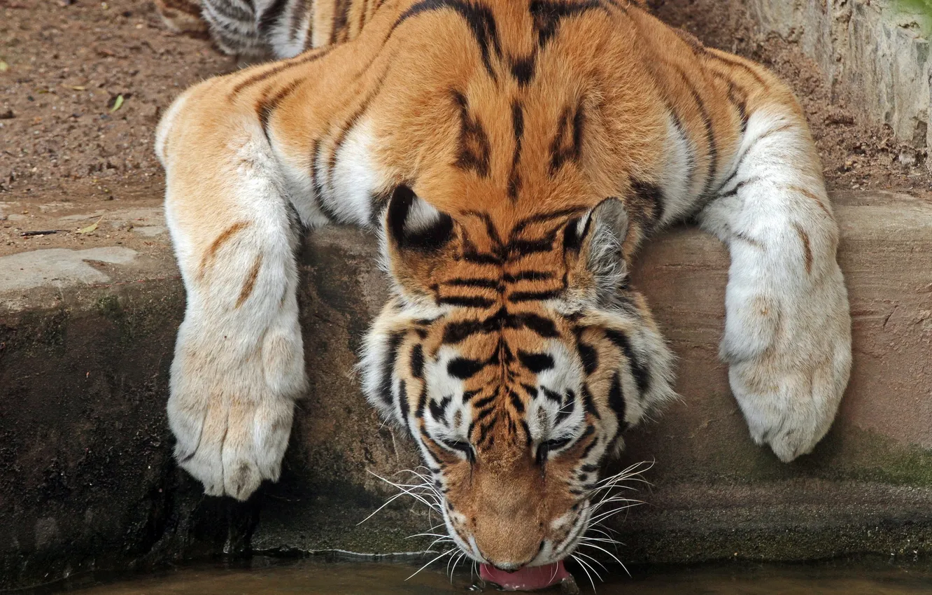 Фото обои тигр, жажда, водопой