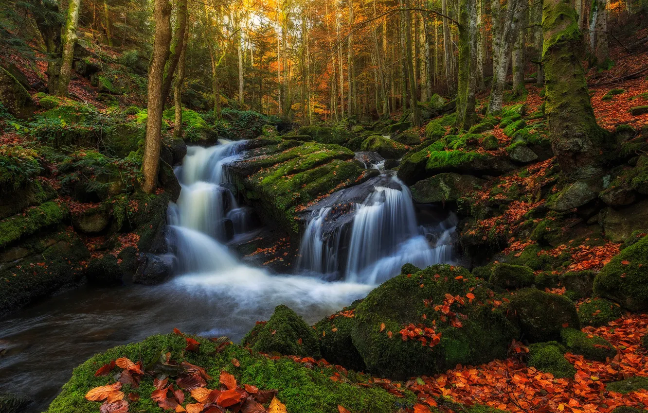 Фото обои осень, лес, вода, деревья, ручей, камни, листва, Франция