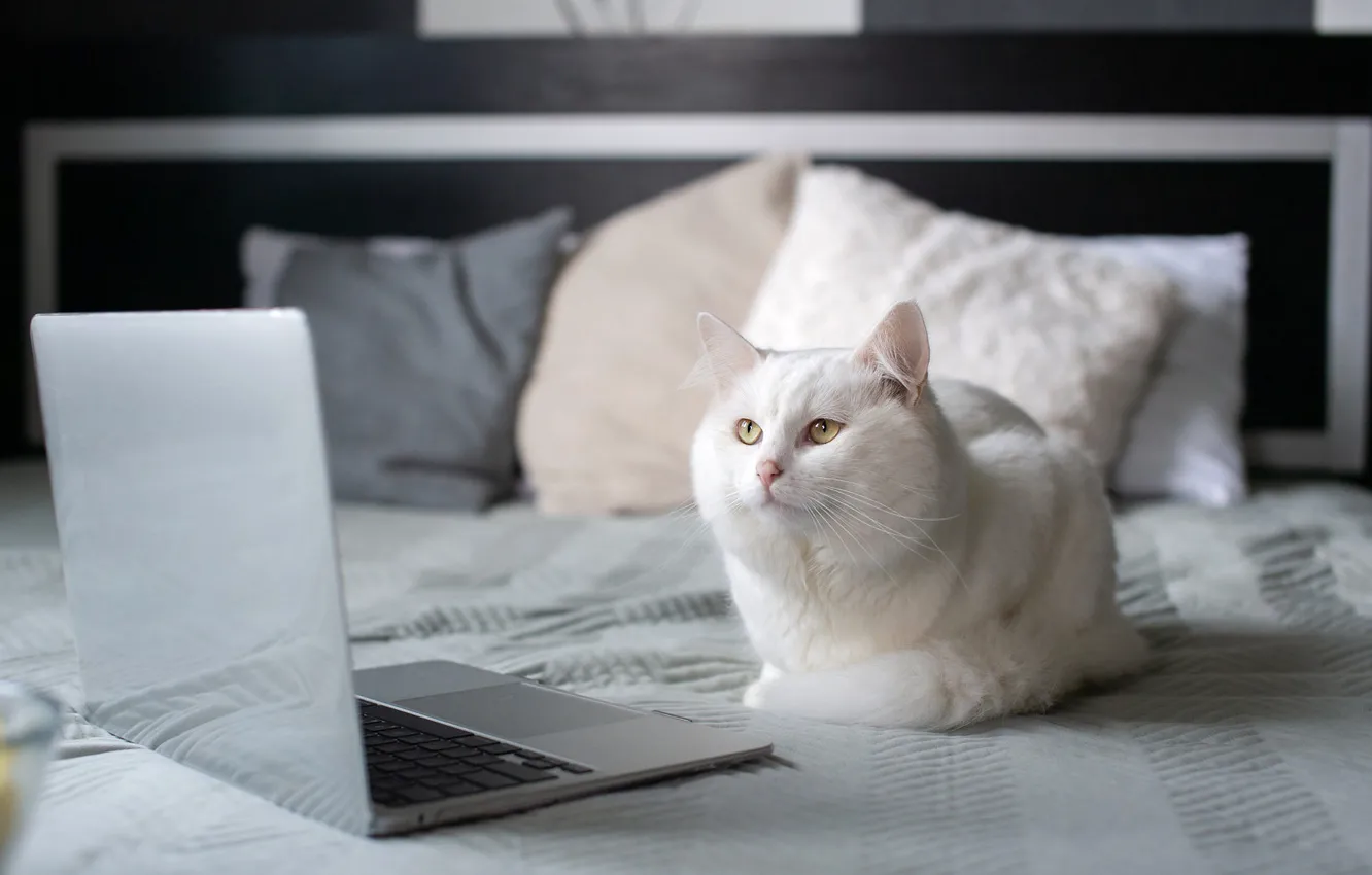 Фото обои кошка, белый, кот, взгляд, кровать, подушки, постель, лежит