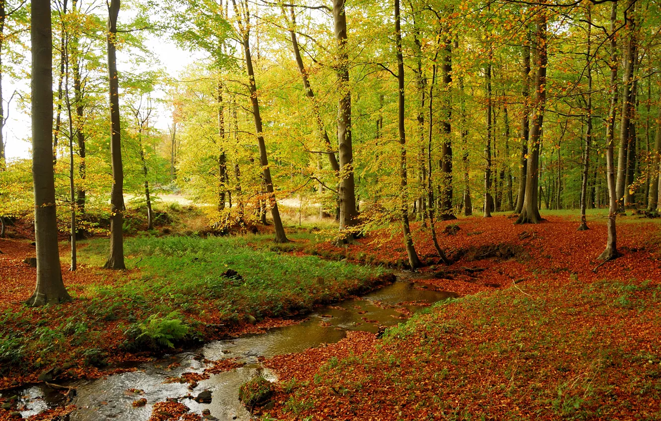 Фото обои осень, лес, трава, листья, деревья, ручей, камни