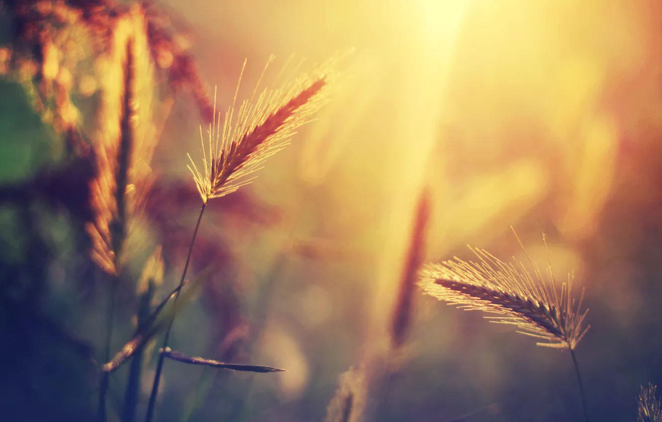 Фото обои трава, солнце, макро, свет, блики, растение, размытость, колоски