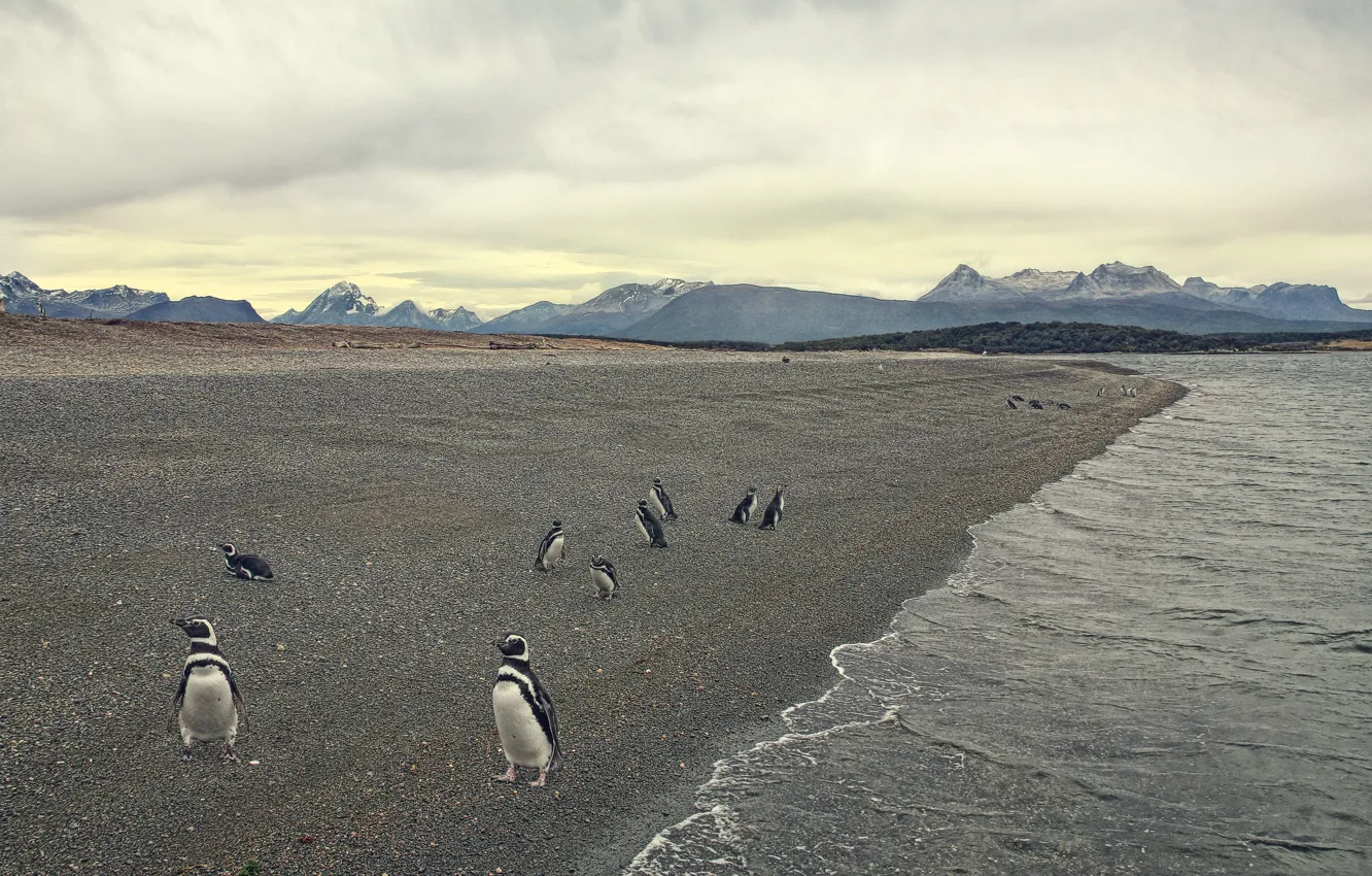 Фото обои море, берег, пингвины
