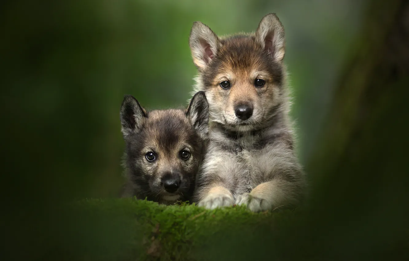 Фото обои взгляд, щенки, малыши, парочка, дуэт, боке, мордашки, Тамасканская собака