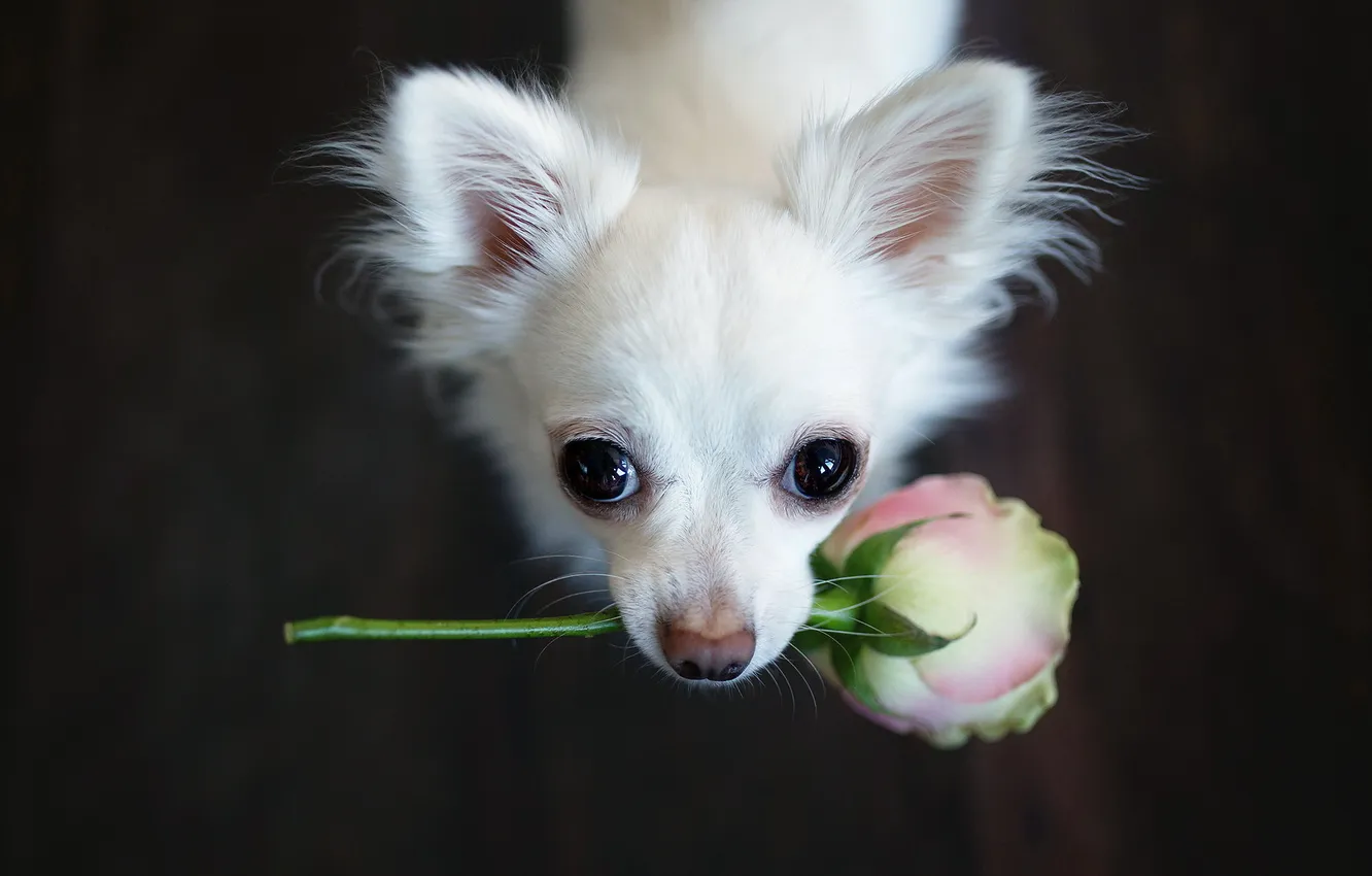 Фото обои цветок, взгляд, друг, собака