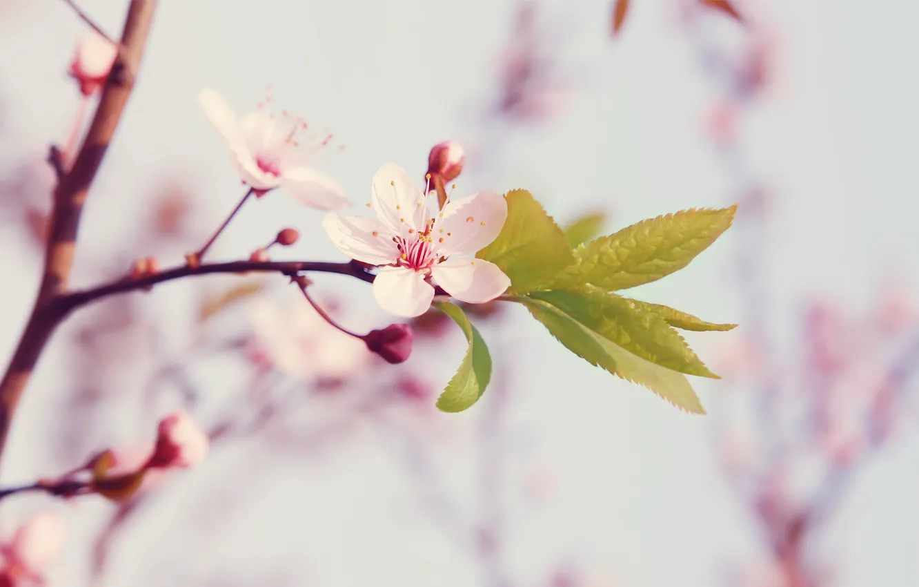 Фото обои цветок, макро, цветы, природа, вишня, весна, лепестки, сакура