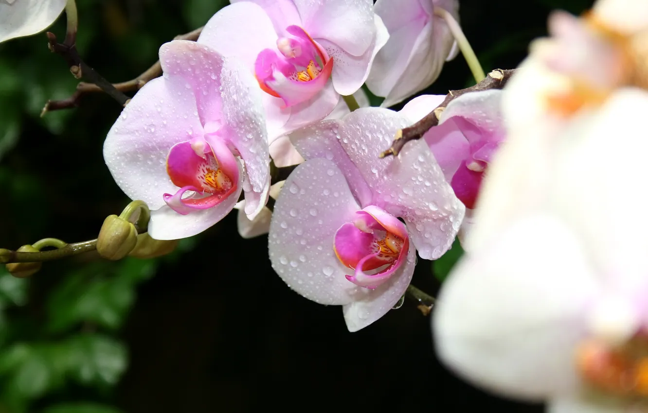 Фото обои макро, Цветы, крым, орхидеи