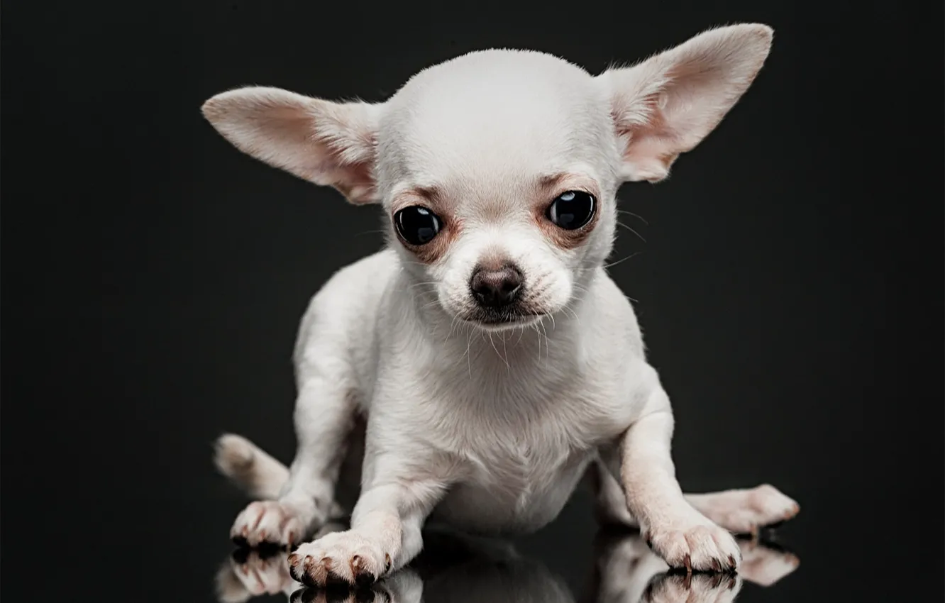 Фото обои белый, взгляд, собака, мордочка, уши, пёсик, тёмный фон, Чихуахуа