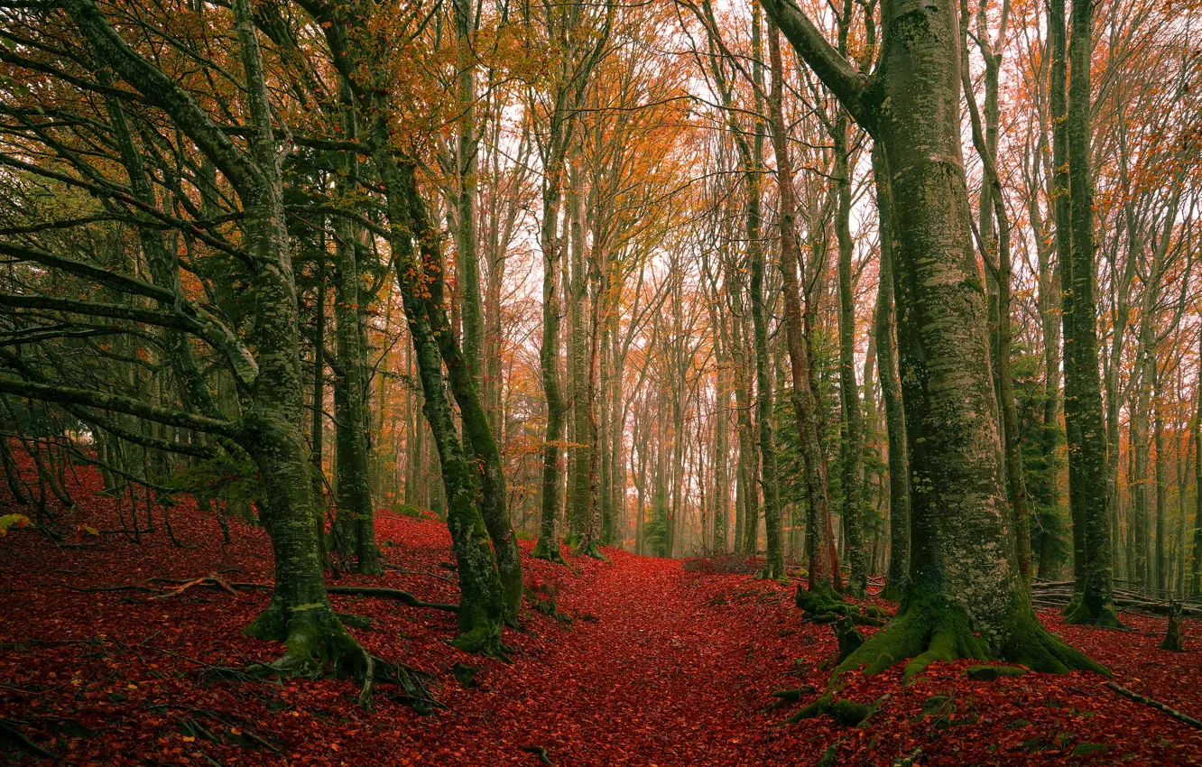 Фото обои осень, лес, деревья, ветки, листва, листопад, багрянец