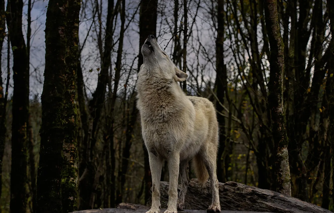 Фото обои nature, snow, predator, face, animal, wolf, wildlife, portrait
