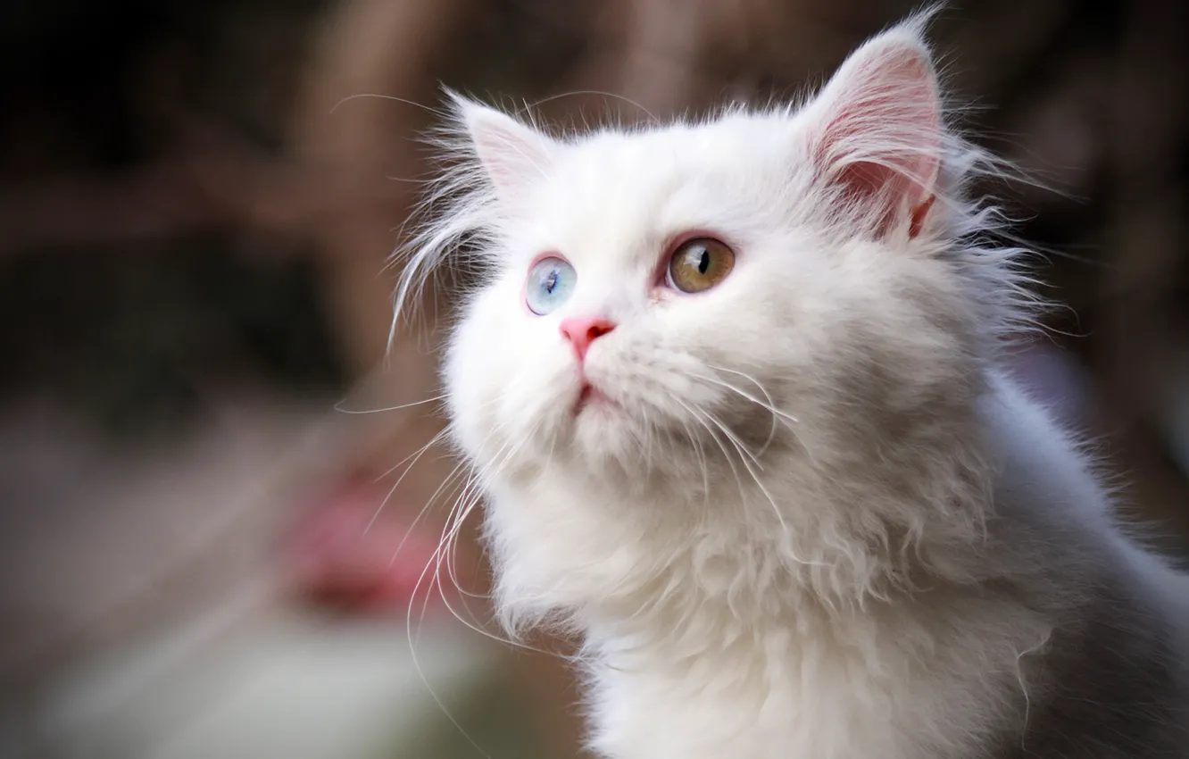 Фото обои кошка, белый, глаза, кот, взгляд, пушистый