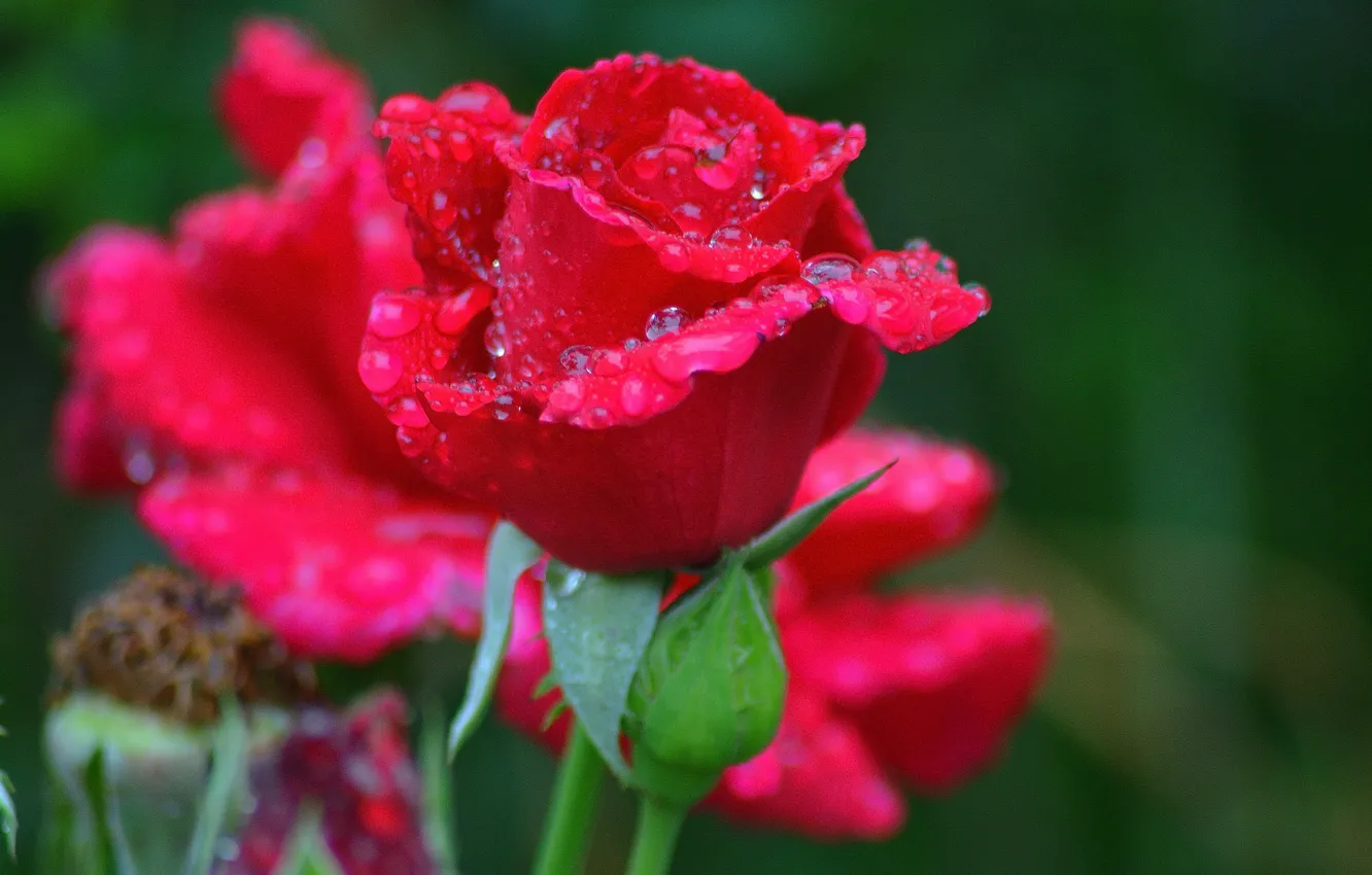 Фото обои роза, бутон, rose, цветение, bloom, Bud