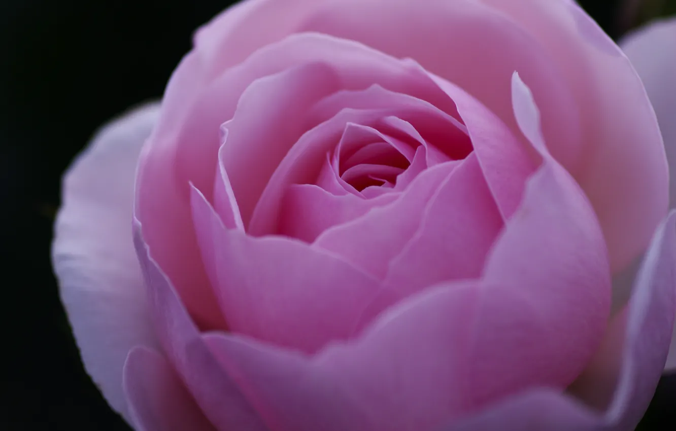 Фото обои цветок, макро, розовый, роза, лепестки, бутон
