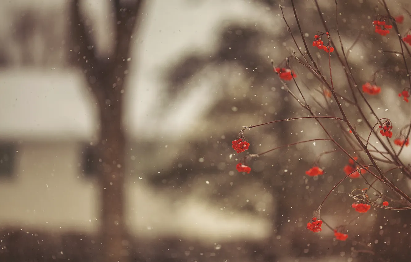 Фото обои зима, макро, снег, снежинки, ветки, ягоды, дерево, размытость